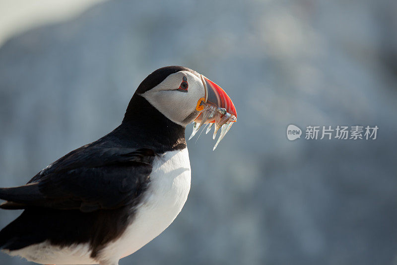 喙中有鱼的大西洋海雀