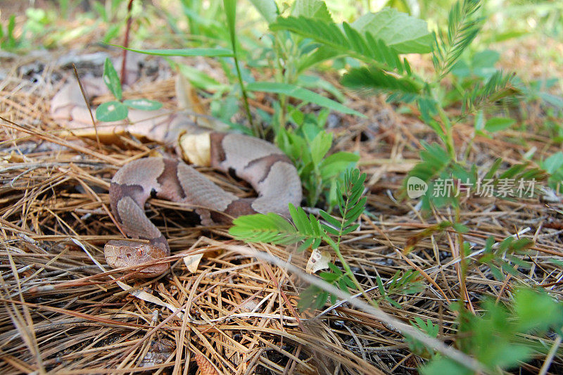 铜头蛇在松树稻草上爬行