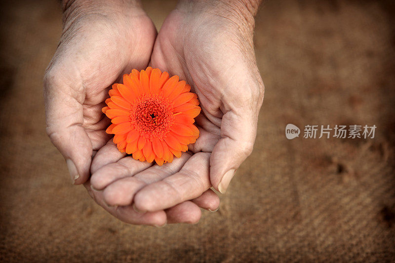 孤独的花朵