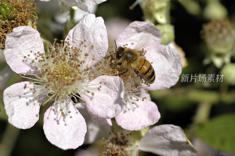 蜜蜂为黑莓传粉