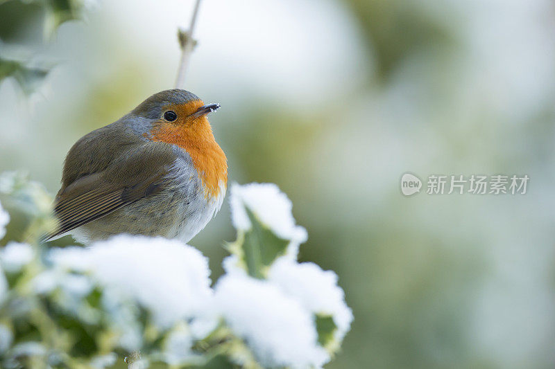 罗宾(红心rubecula)