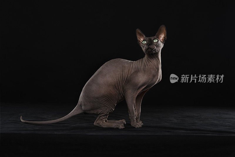 Sphynx猫