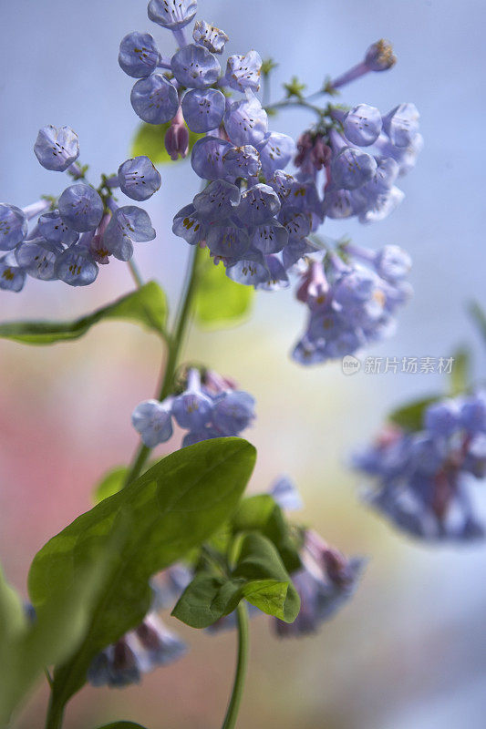 春天的花朵