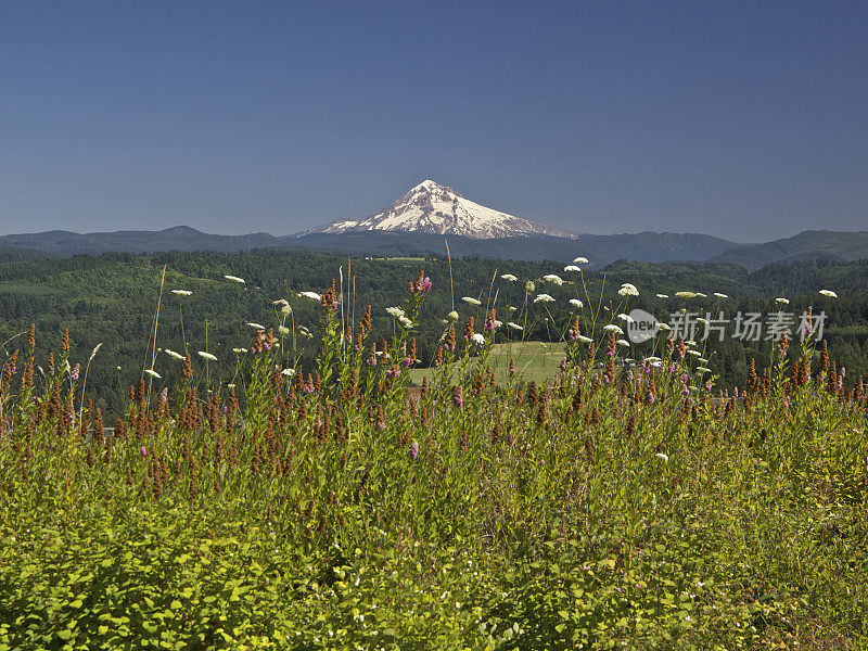 山胡德俄勒冈的景色与野花前景