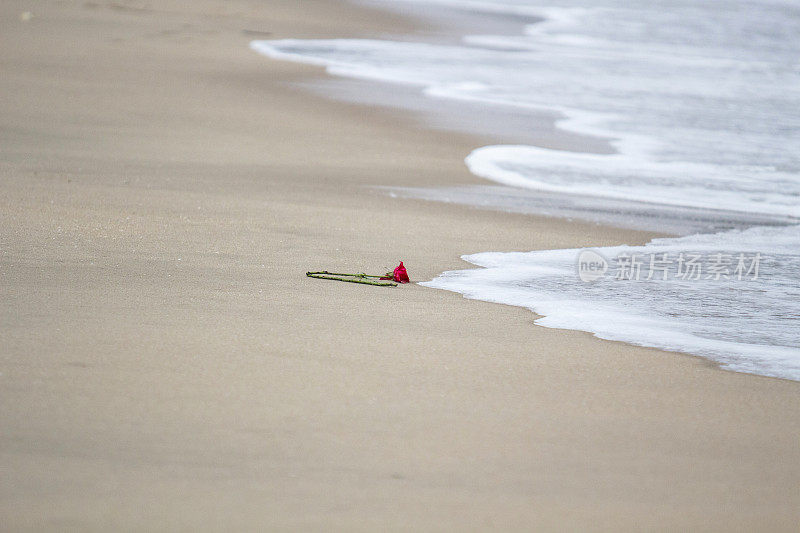 沙滩上被遗弃的玫瑰