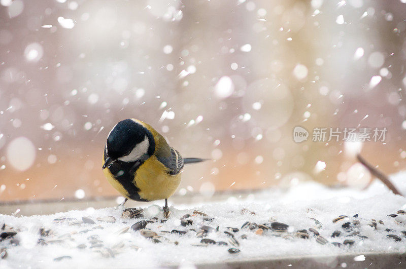 冬天有大山雀，在飘落的雪中有种子