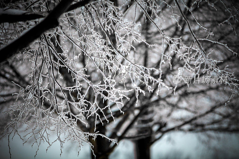 冻雨期间，树枝被冰雪覆盖。