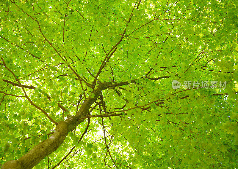 翠绿的山毛榉树叶冠在春天