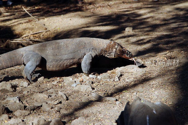 印度尼西亚:科莫多巨蜥在盘旋，它正在杀戮