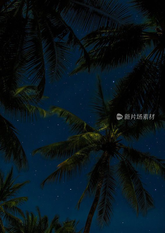 星空下的棕榈树——天上的星星