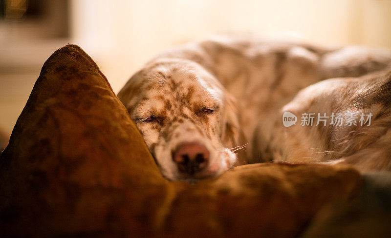 在枕头上睡觉的英国塞特犬，挪威