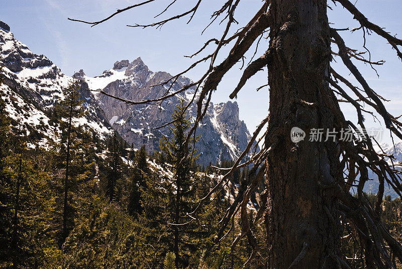 云杉骨架和卡温德尔山脉自然照片