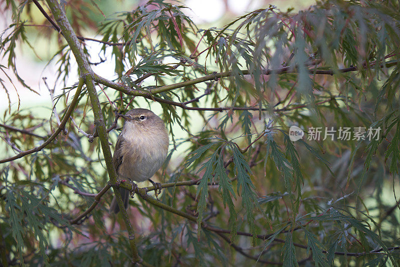 鸟栖息在树上的特写镜头