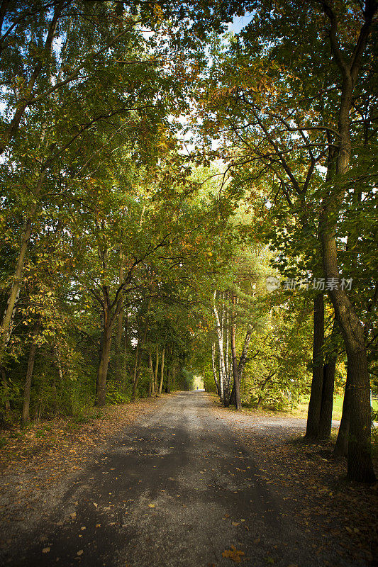 秋天的森林之路