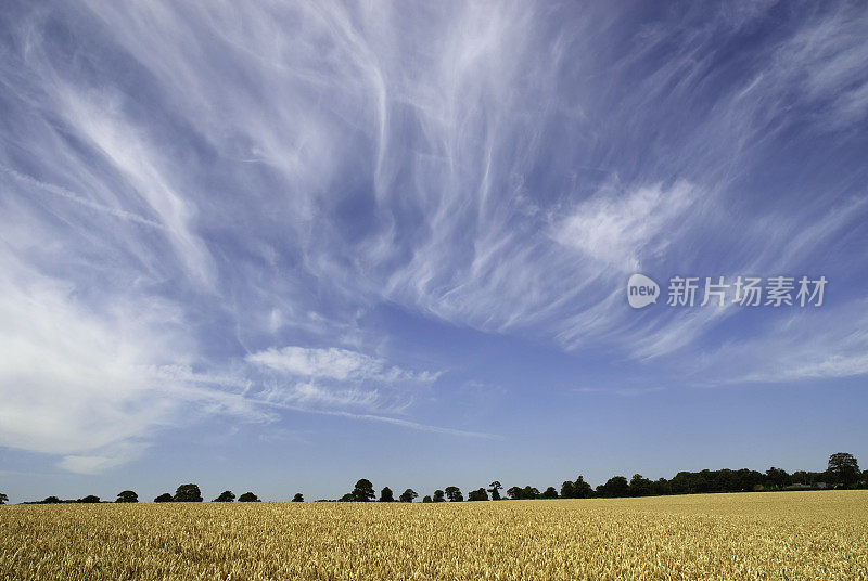 夏玉米田