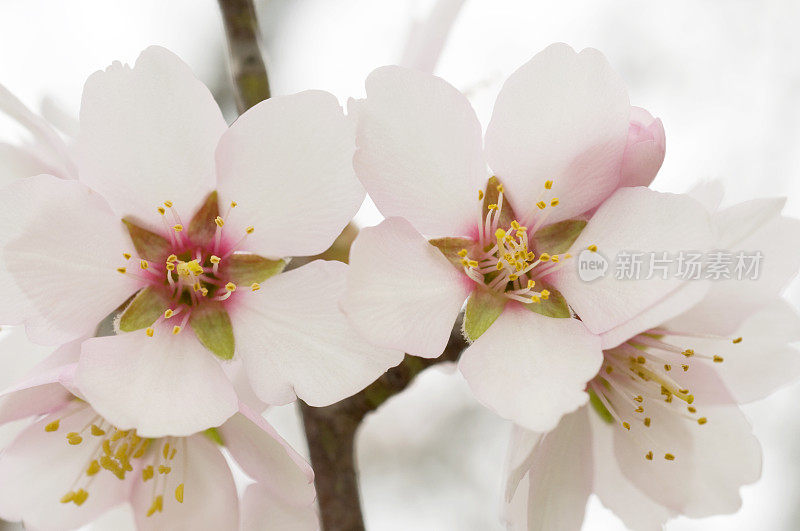 杏仁花，普鲁努斯杜丽丝