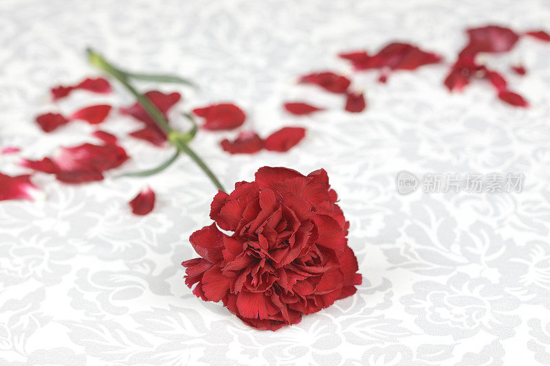 红色康乃馨花和花瓣在白色织锦织物上