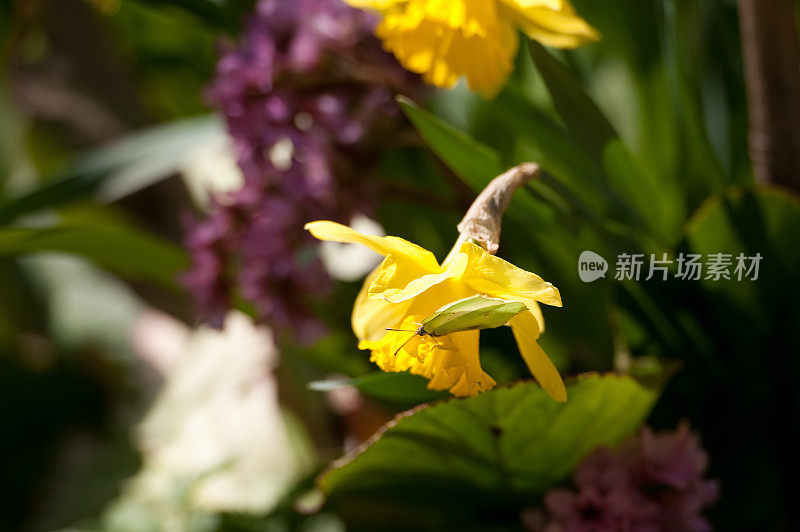 蝴蝶在黄色郁金香上