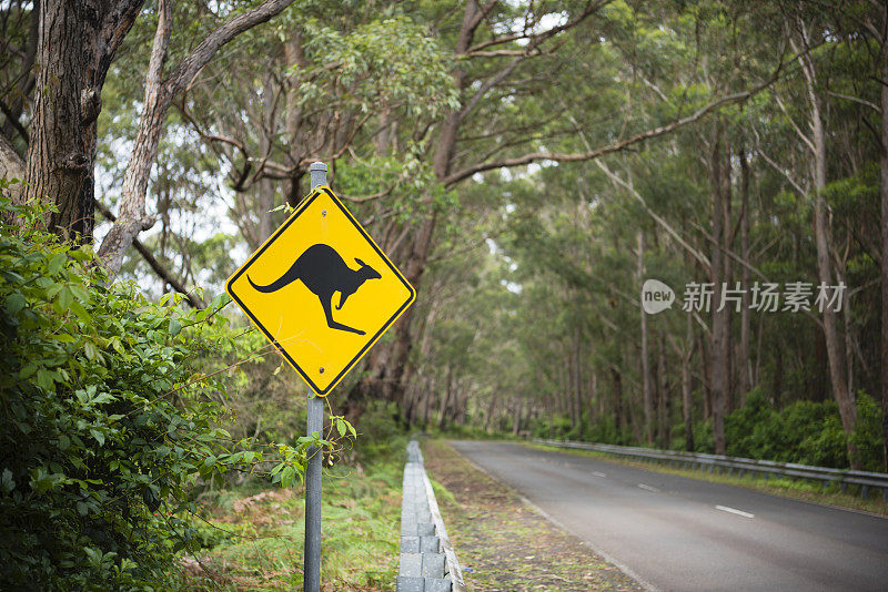 穿过森林的道路上有袋鼠标志