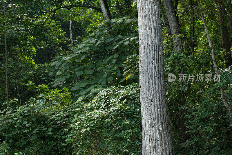 热带雨林的树干