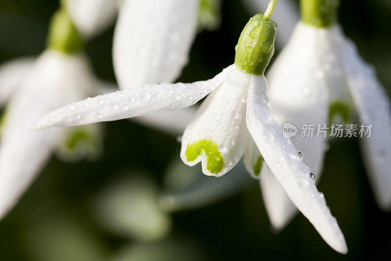 雪花莲