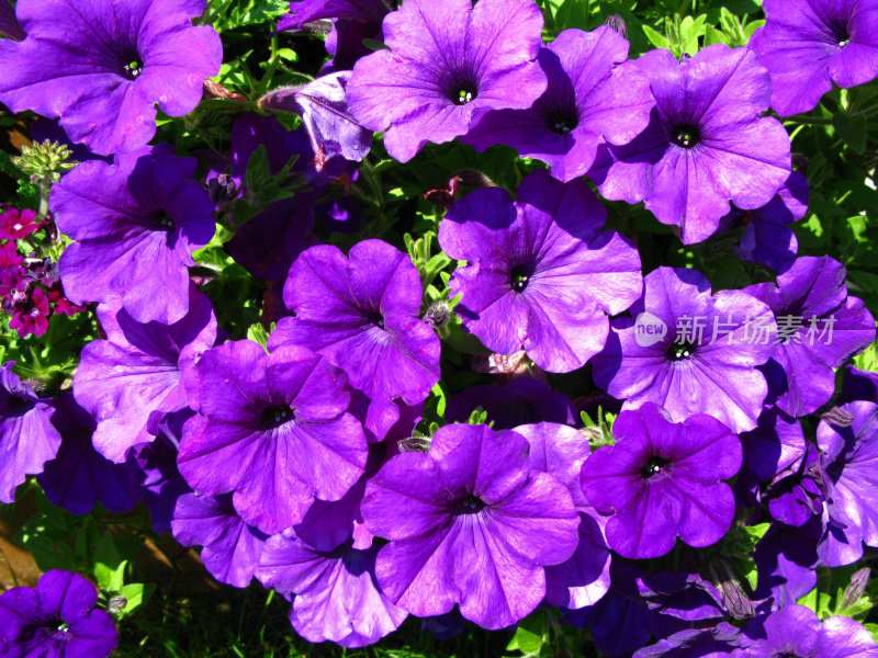 淡紫色喇叭花