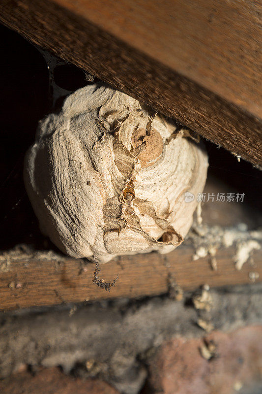 黄蜂巢在一所房子的屋顶空间