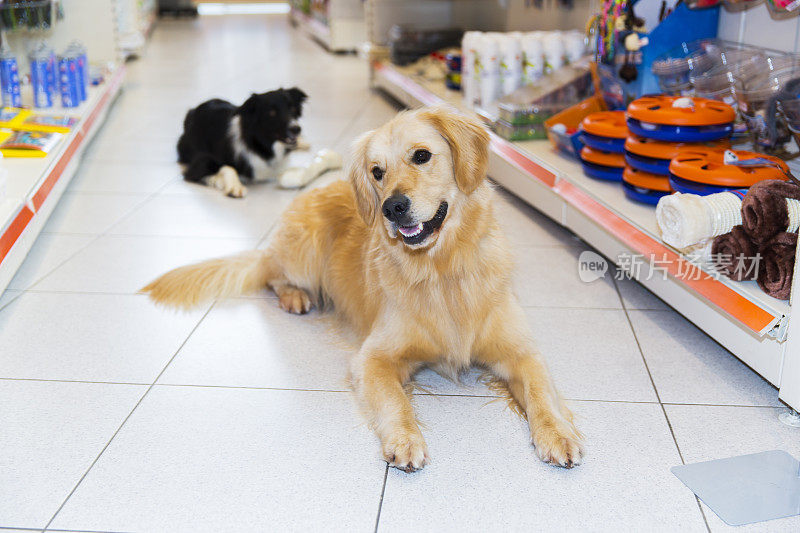 宠物店里可爱的金毛猎犬和大宠物骨头