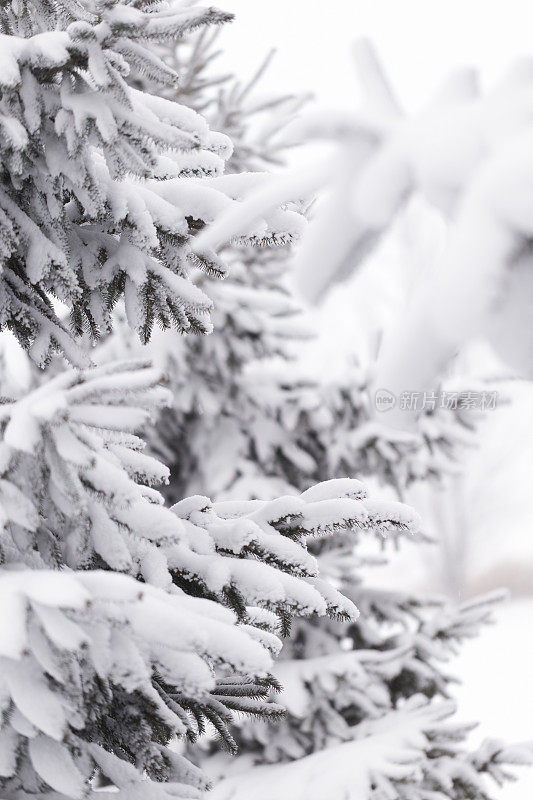 暴风雪过后，云杉的树枝被雪覆盖