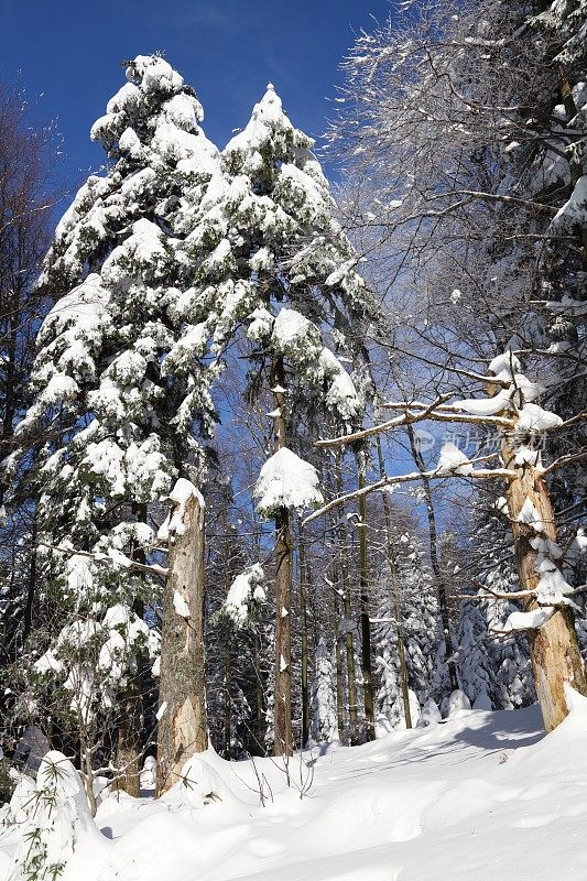 冬天的雪景