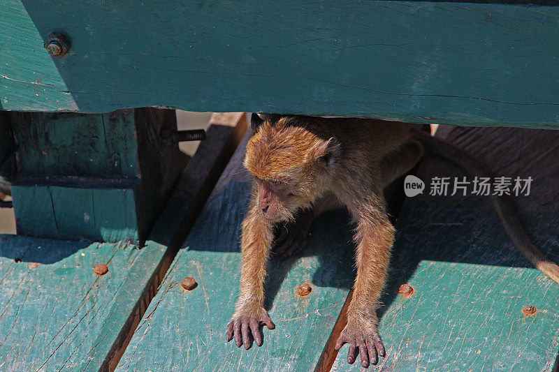 印度尼西亚:林卡岛上的长尾猕猴