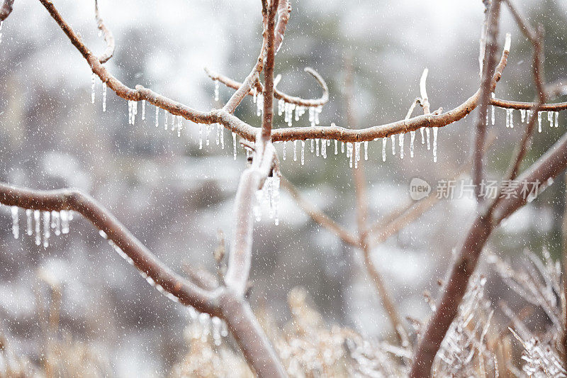 这是冬日里被冰雪覆盖的树枝的特写