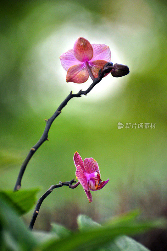 盛开的粉色兰花