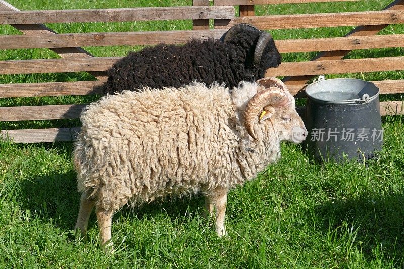 上sheeps