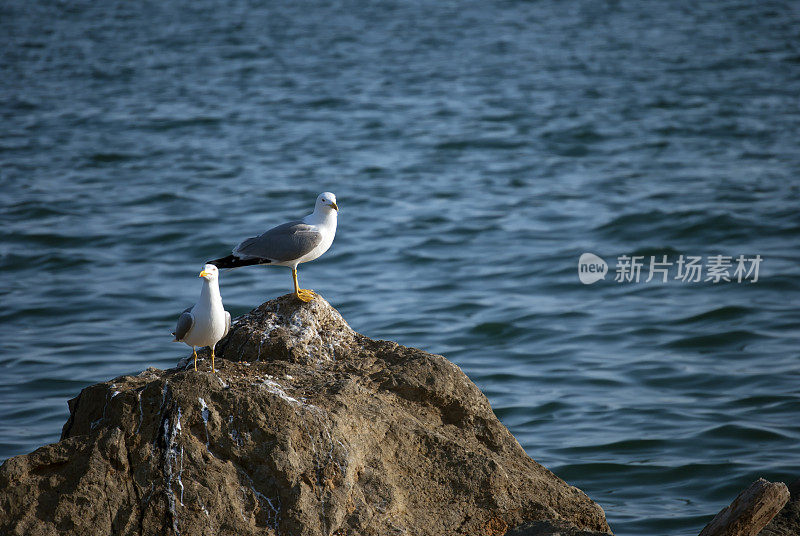 悬崖上的海鸥