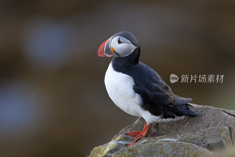 大西洋海雀(北极海雀)