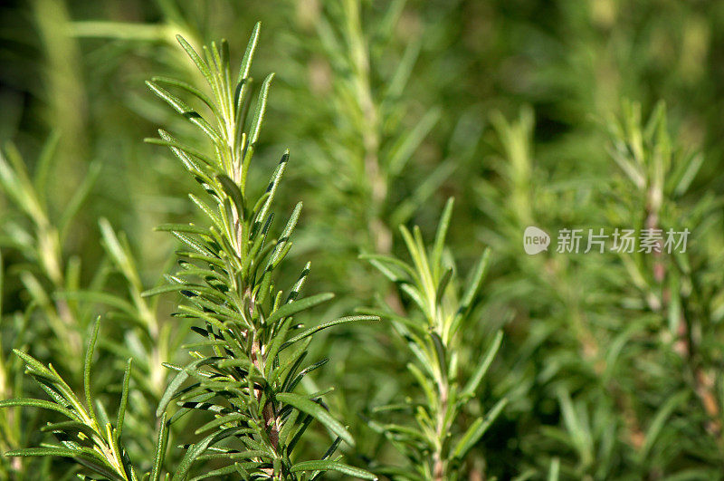 近迷迭香小枝灌木植物