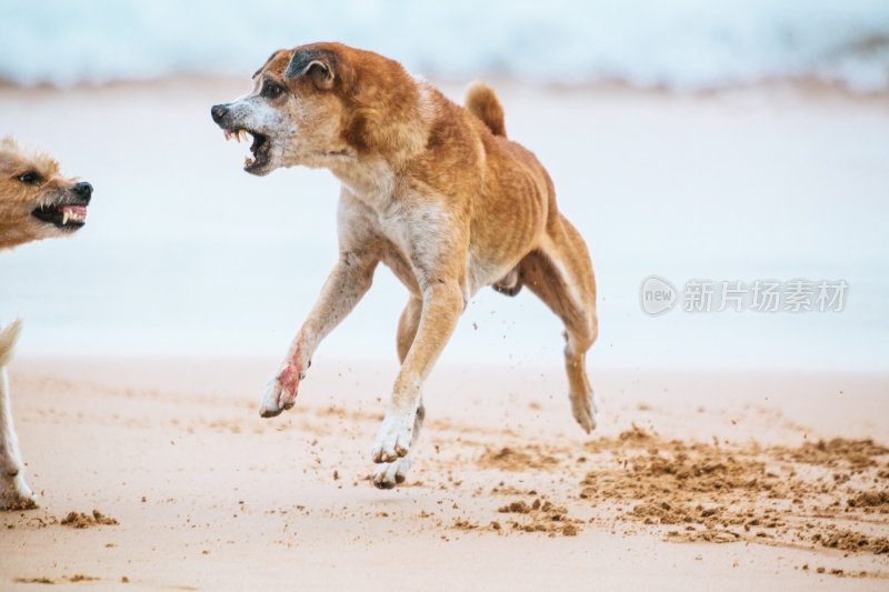 狗打架