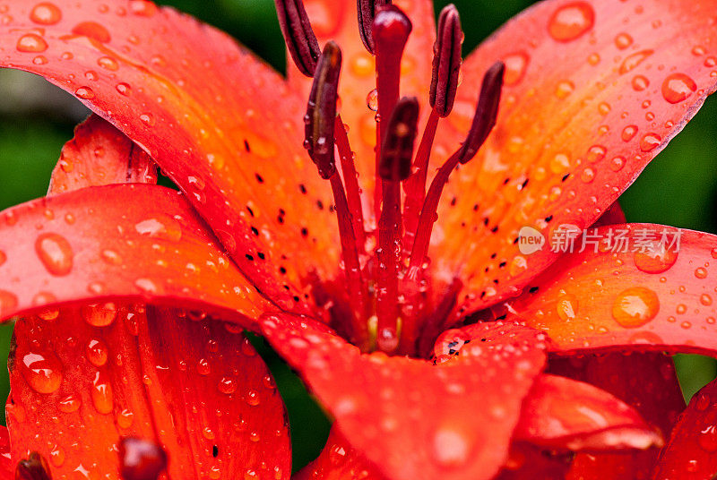 外面盛开的湿橙黄花菜的特写