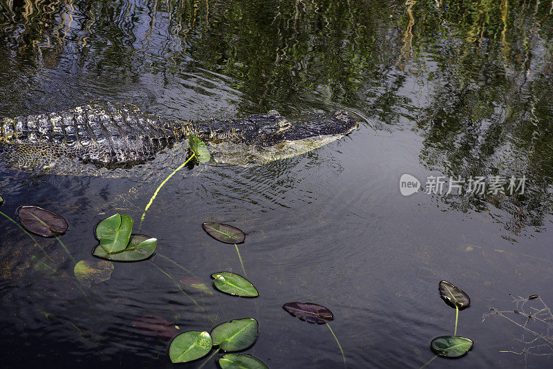 佛罗里达沼泽的短吻鳄