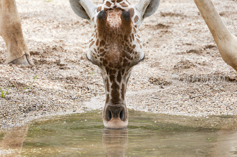 口渴的长颈鹿