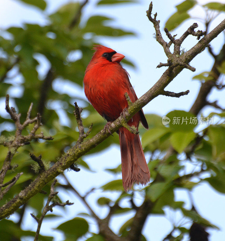 梨树上的红色雄鸟