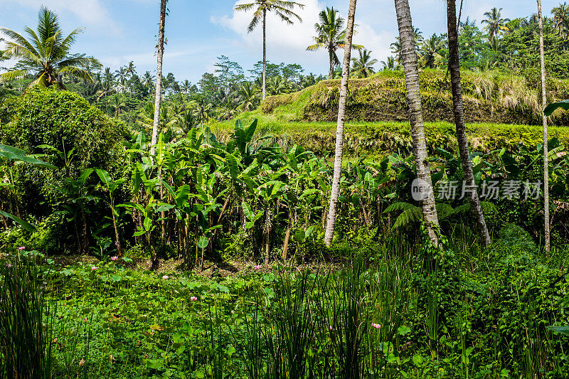 塞巴图，巴厘岛中部，稻田潺潺流淌