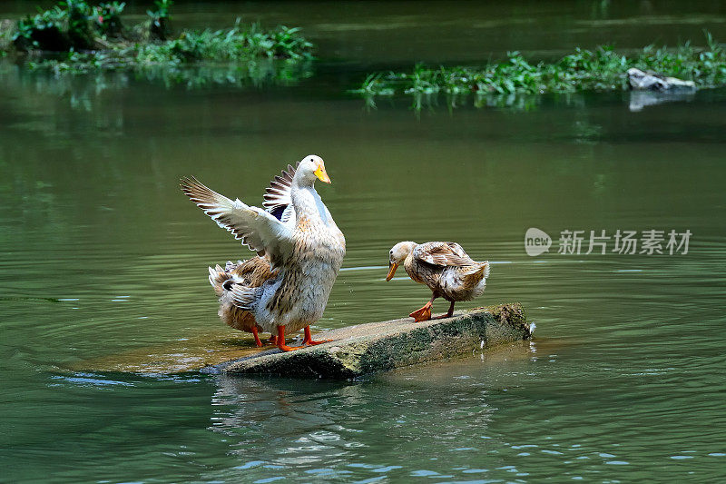 三个鸭子