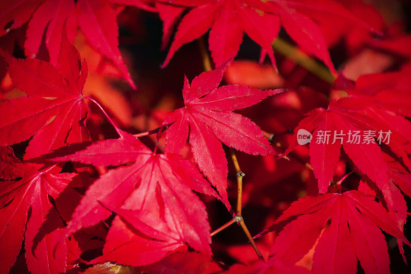 红枫树叶背景