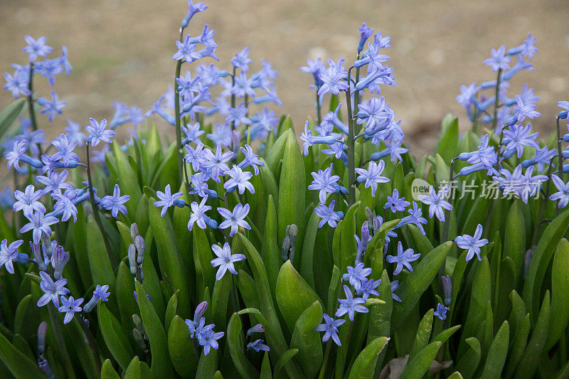 蓝色的风信子开花