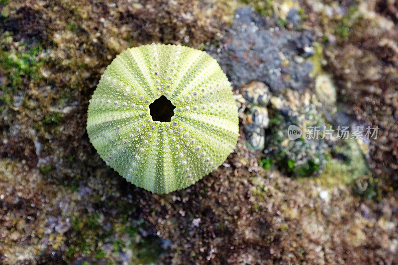 海胆壳旁的岩石池