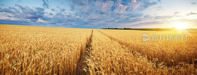 草地的小麦。