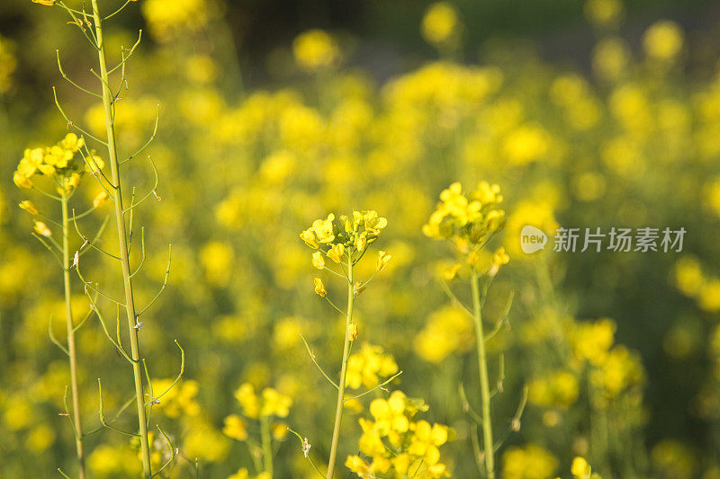 黄芥末领域