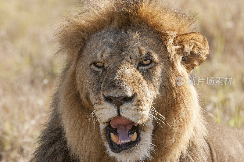 咆哮的野生雄性非洲狮的特写